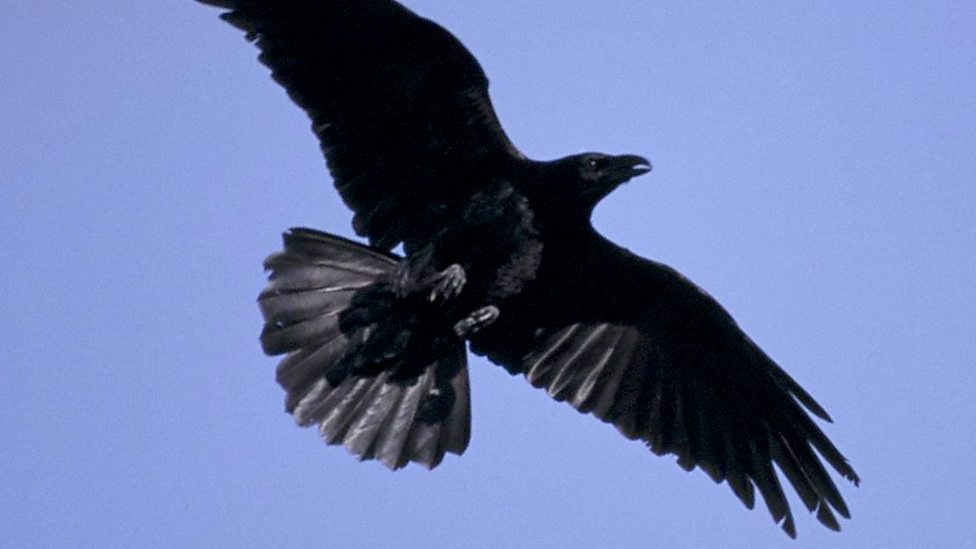 Raven/